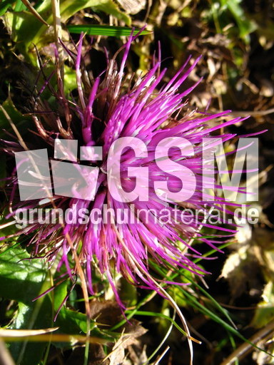 Schweiz Le Chasseral 017.JPG